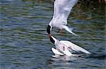 Arctic Terns displaying mating behavior at Potter Marsh during Spring in Southcentral Alaska.