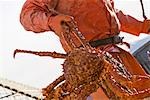 Crab fisherman carries a Brown Crab to the hold of the F/V Morgan Anne during the commercial Brown Crab fishing season in Icy Straight in Southeast Alaska