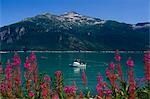 Commercial Gillnet fishing boat feeds out net in inlet near Haines w/Fireweed Southeast Alaska Summer