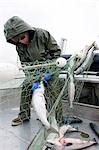 Kommerzielle Fischer entwirren ein Rotlachs aus einem Schleppnetz an Bord eines Bootes kommerzielle Fischerei Bristol Bay, Alaska