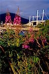 Communauté de Sitka, pont & épilobe à feuilles étroites sur rivage Baranof Isl Southeast Alaska Inside Passage