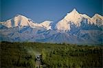 Bicyclist & tour bus pass each other on park road Denali National Park Interior Alaska Summer