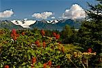 Été scenic Grewingk Glacier et les montagnes de Kenai de Kachemak Bay State Park dans le centre-sud de l'Alaska