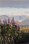 Lupin fleurit sur Homer Spit w/Kenai montagnes en arrière-plan la péninsule Kenai Kachemak Bay en Alaska l'été