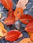 Agrandi de Cottonwood feuilles pose sol Alaska automne