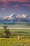 Mâle touristique Mt.Silverthrone & chaîne de l'Alaska près de Wonder Lake Denali National Park été vue (s)