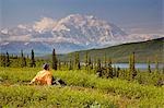 Mâle touristique Mt.McKinley & chaîne de l'Alaska près de Wonder Lake Denali National Park en Alaska été vue (s)