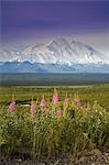 Mt.McKinley und die Alaskakette mit Schmalblättriges Weidenröschen Blumen im Vordergrund gesehen von innen Denali Nationalpark, Alaska-Sommer