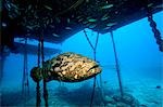 Goliath grouper and structure.