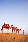 Four camels standing in a row with a man in a desert, Jaisalmer, Rajasthan, India