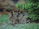 Three young hares sitting by bush