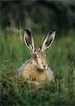 Hare sitting on grass