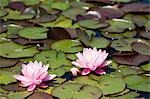 Water Lilies in Garden, Schloss Schonbrunn, Vienna, Austria