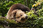 Ours brun, reposant sur la roche, Parc National des forêts bavaroises, Bavière, Allemagne