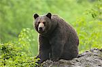 Mâle ours brun assis sur rocher, Parc National des forêts bavaroises. Bavière, Allemagne