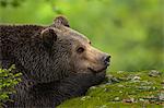 Mâle Brown Bear reposant sur la roche, Parc National des forêts bavaroises, Bavière, Allemagne