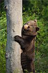 Brown Bear Standing by Tree Trunk, Bavarian Forest National Park, Bavaria, Germany