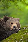 Männlicher Braunbär auf Rock, Nationalpark Bayerischer Wald, Bayern, Deutschland