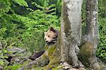 Männlicher Braunbär auf Baumstamm, Nationalpark Bayerischer Wald. Bayern, Deutschland