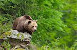 Brown Bear, Bavarian Forest National Park. Bavaria, Germany