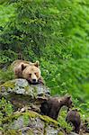 Femelle ours brun avec oursons, Parc National des forêts bavaroises, Bavière, Allemagne