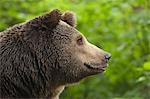 Braunbär, Nationalpark Bayerischer Wald, Bayern, Deutschland