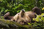 Femelle ours brun se trouvant sur le rocher, Parc National des forêts bavaroises, Bavière, Allemagne