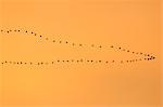 Flying Greater White-fronted Geese, Germany