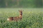 Roebuck in Canola Field, Germany