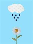 Cloud and raindrops watering daisy