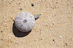 Sea Urchin Shell, Baja California Sur, Mexico