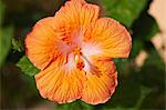 Hibiscus Flower, Baja California Sur, Mexico