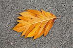 Giant Breadfruit Leaf on Pavement, Samut Songkhram Province, Thailand