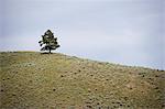 Tree Hill, Colombie-Britannique, Canada