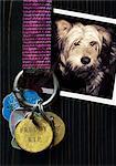 Dog Tags on Collar with Photo of Dog