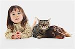 Japanische Katze-Miniature Dachshund und ein Mädchen