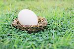 Egg Of Ostrich,Close Up