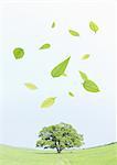 Tree in grass and leaves