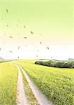 Trail through grassland