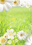 White flowers