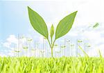 Young leaves in grass