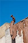 Worker at Tannery, Fez, Morocco