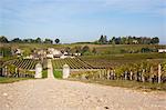 Blick auf Weinberg, Saint-Georges, Gironde, Aquitane, Frankreich