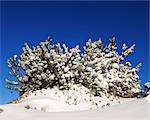 Mountain Pine covered in Snow, Steinplatte, Waidring, Tyrol, Austria