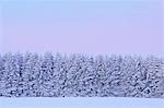 Schneebedeckte Tannen bei Morgendämmerung, Wasserkuppe, Rhön-Berge, Hessen, Deutschland