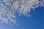 Hoar Frost on Tree Branches, Wasserkuppe, Rhon Mountains, Hesse, Germany