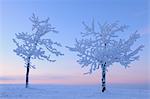 Schneebedeckte Bäume bei Dämmerung, Wasserkuppe, Rhön-Berge, Hessen, Deutschland