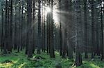 Parc National de forêt, Achtermann, Harz, Basse-Saxe, Allemagne