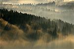 Wälder, Nationalpark Harz, Harz, niedrigere Sachsen