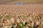 Mechanical Harvester in Vineyard at Chateau Saint-Georges Saint-Emilion, Bordeaux, Gironde, Aquitaine, France